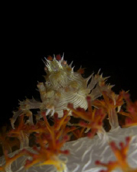 A small crab on Coral off Batanges in the Philippines. Ca... by Andrew Macleod 